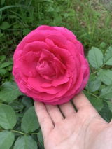 Diana-Lavinia I. review photo
