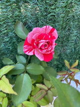 Adnana P. review photo