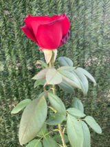 Adnana P. review photo