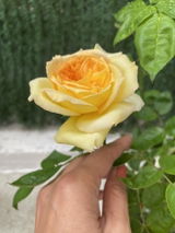 Adnana P. review photo