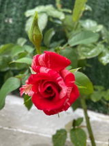 Adnana P. review photo