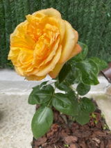 Adnana P. review photo