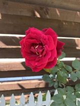 Adnana P. review photo