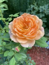 Adnana P. review photo