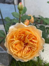 Adnana P. review photo