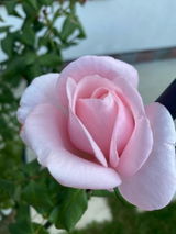 Adnana P. review photo