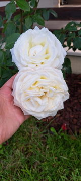 Lavinia M. review photo