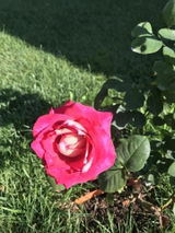Marilena L. review photo