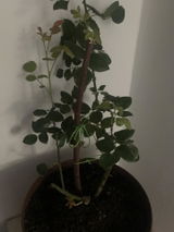 Crina C. review photo