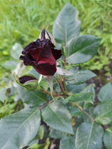 Roxana R. review photo