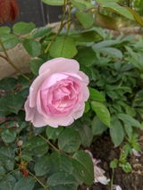Andra D. review photo