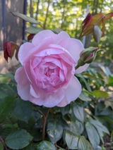Andra D. review photo