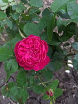 Andra D. review photo