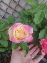 Roxana R. review photo