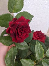 Andra D. review photo