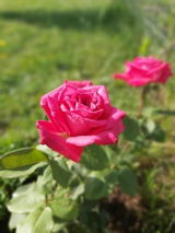 camelia m. review photo