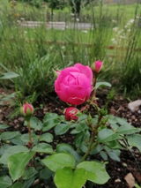 Cristiana R. review photo