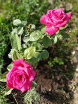 camelia m. review photo