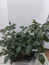 Raluca S. review photo
