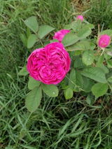 Cristiana R. review photo