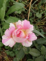 Cristiana R. review photo