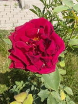 Cristiana R. review photo