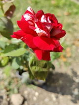 Roxana R. review photo