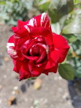 Roxana R. review photo