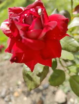 Roxana R. review photo