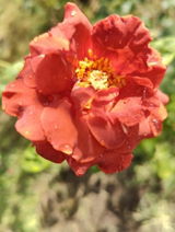 Roxana R. review photo