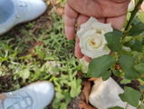 Roxana R. review photo