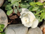 Roxana R. review photo