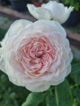 SIMONA A.G. review photo