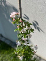 Oana review photo