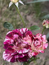 Ruxandra M. review photo