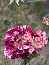 Ruxandra M. review photo