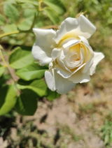 Roxana R. review photo