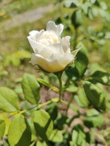 Roxana R. review photo