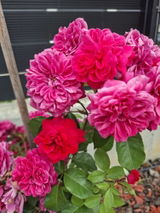 camelia m. review photo