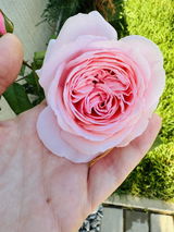 Claudia D. review photo