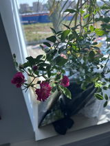 Oana review photo