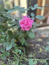 Raluca B. review photo