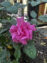 Raluca B. review photo