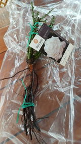 Roxana R. review photo