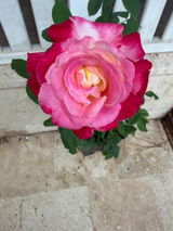 Roxana C. review photo