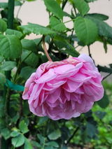 mihaela review photo