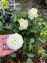 Dorina N. review photo