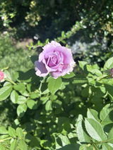 Oana review photo
