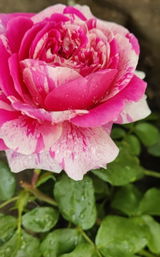 Camelia review photo