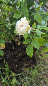 Pepene G. review photo